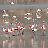 Flamingos + Lagunen