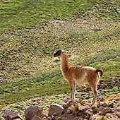 Puna Andes North Argentina
