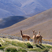 Vicuñas + Altiplano